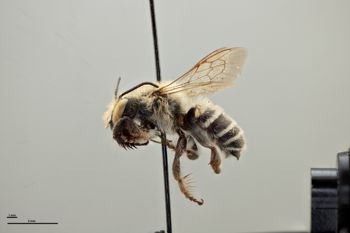 Media type: image;   Entomology 592376 Aspect: habitus lateral view